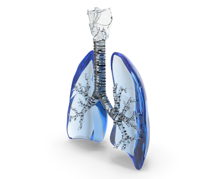 pulmonology - Glass Lungs Trachea (1)